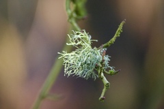 Usnea subgracilis