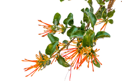 Tristerix corymbosus