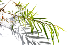 Salix humboldtiana
