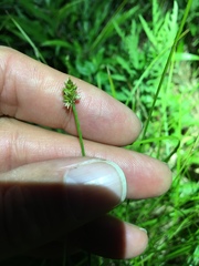 Carex leavenworthii