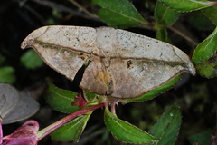 Oxydia platypterata