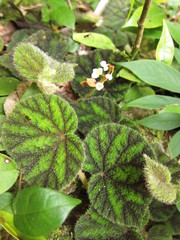 Begonia conipila