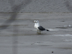 Larus canus