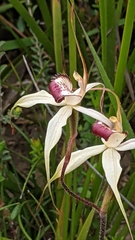 Caladenia valida