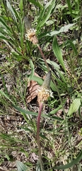 Plantago lanceolata