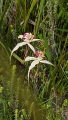 Caladenia valida