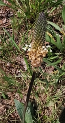 Plantago lanceolata