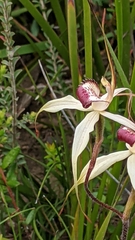 Caladenia valida
