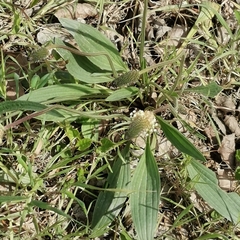 Plantago lanceolata