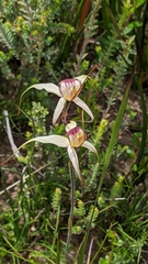 Caladenia valida