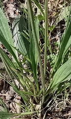 Plantago lanceolata