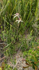 Caladenia valida