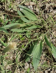 Plantago lanceolata