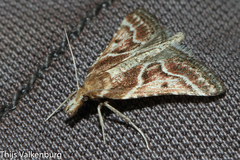 Stemmatophora borgialis