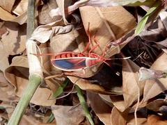 Probergrothius varicornis