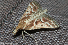 Stemmatophora borgialis