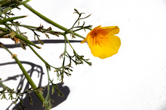 Eschscholzia californica