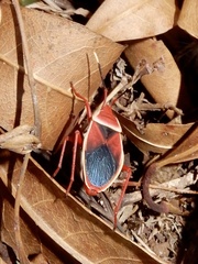 Probergrothius varicornis