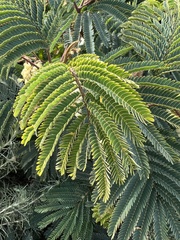 Paraserianthes