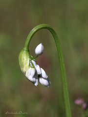 Allium neapolitanum