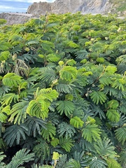 Paraserianthes