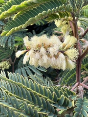 Paraserianthes