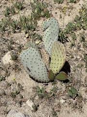 Opuntia basilaris