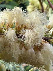 Paraserianthes