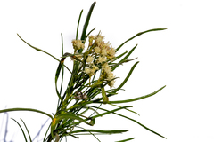 Baccharis salicifolia