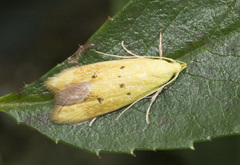 Gymnobathra flavidella