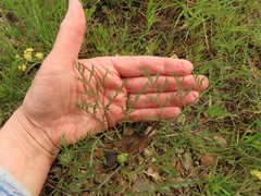 Lomatium cookii