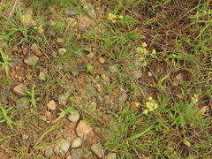 Lomatium cookii