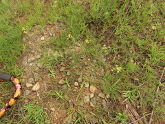 Lomatium cookii