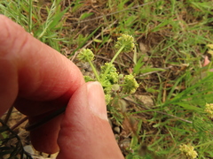 Lomatium cookii