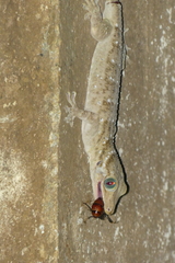 Gekko albomaculatus