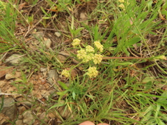 Lomatium cookii
