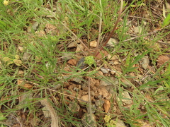 Lomatium cookii