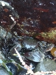 Petrolisthes cinctipes