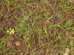 Lomatium cookii