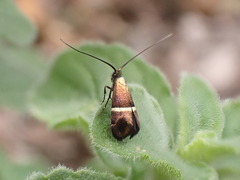Adela paludicolella