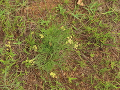 Lomatium cookii
