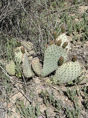 Opuntia basilaris