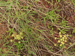 Lomatium cookii
