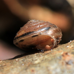 Perforatella bidentata