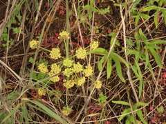 Lomatium cookii