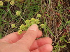 Lomatium cookii