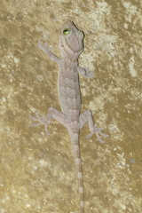 Gekko albomaculatus