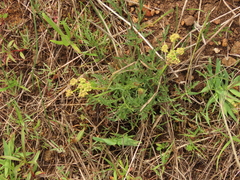 Lomatium cookii