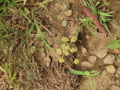 Lomatium cookii