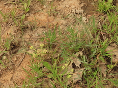 Lomatium cookii
